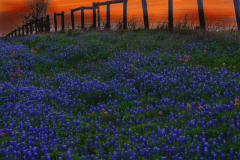 texas_bluebonnet_cj