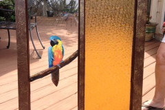 wayne_parrot_window_2017